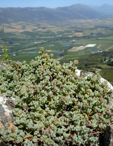 Oscularia deltoides citadel lookout